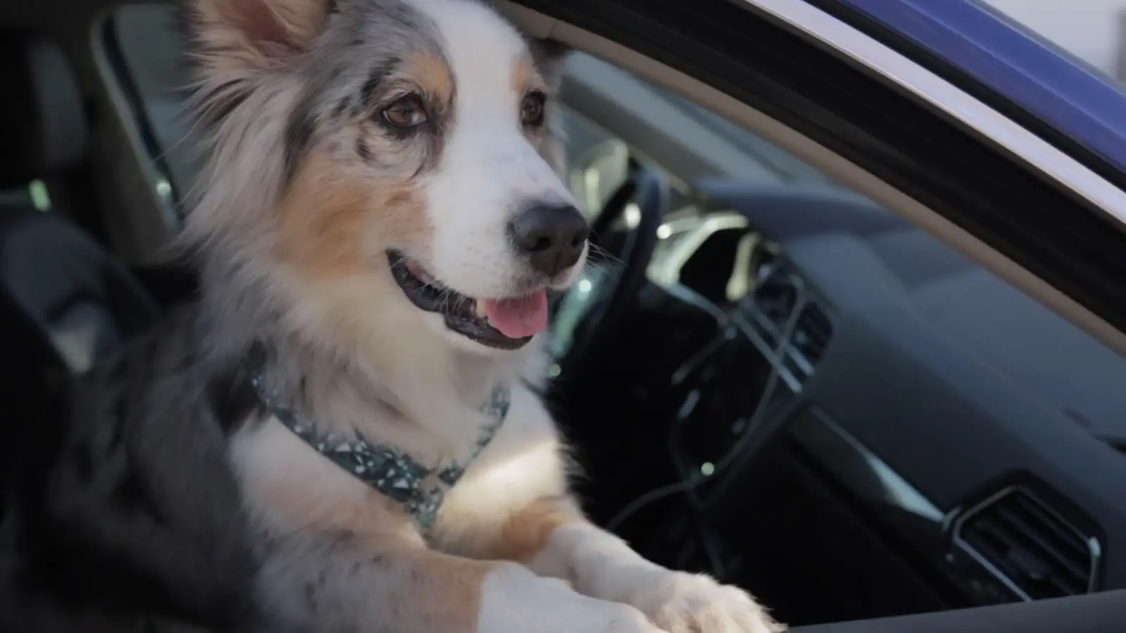 A shepherd dog sitting in the driver's seat with its paws on the wheel.