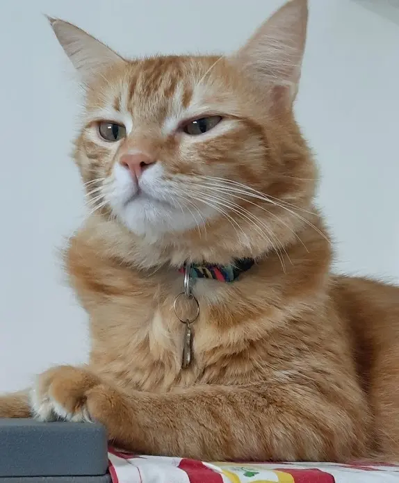 A ginger cat with a tag on its collar lying on a red and white checked cloth, unimpressed.