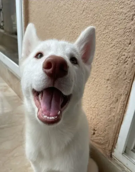A white husky puppy grinning up at the camera on a balcony.
