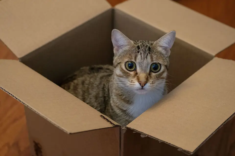 A tabby cat sitting inside an open moving box, looking up.