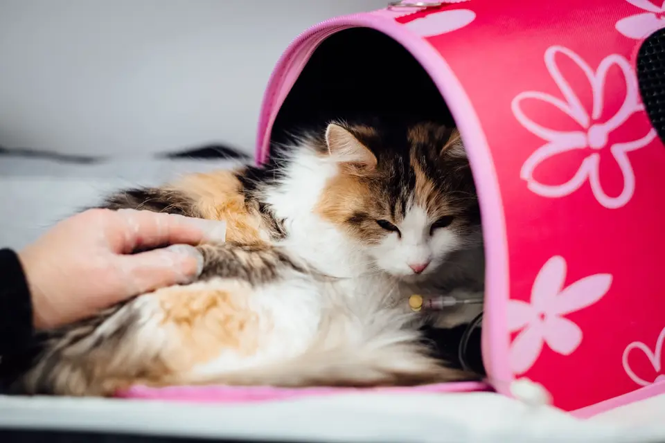 A calico cat lying relaxed in a pink travel carrier while a hand strokes it.