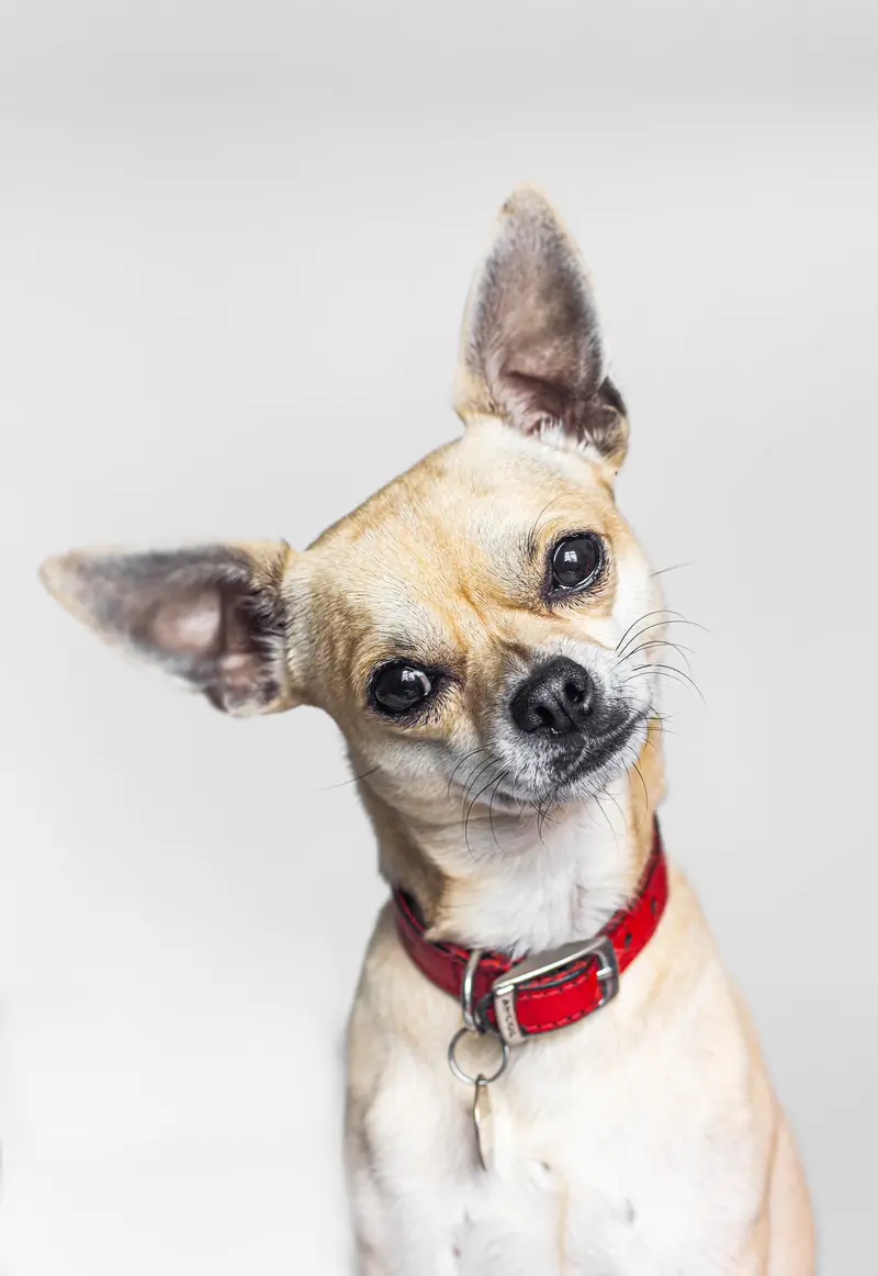 A chihuahua in a red collar with its head tilted, as if asking a question.