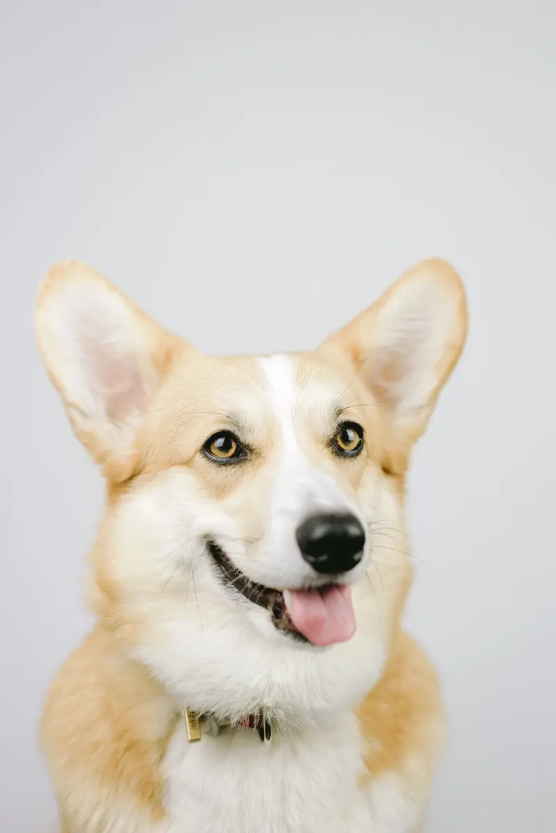 A corgi grinning at the camera with its ears up.