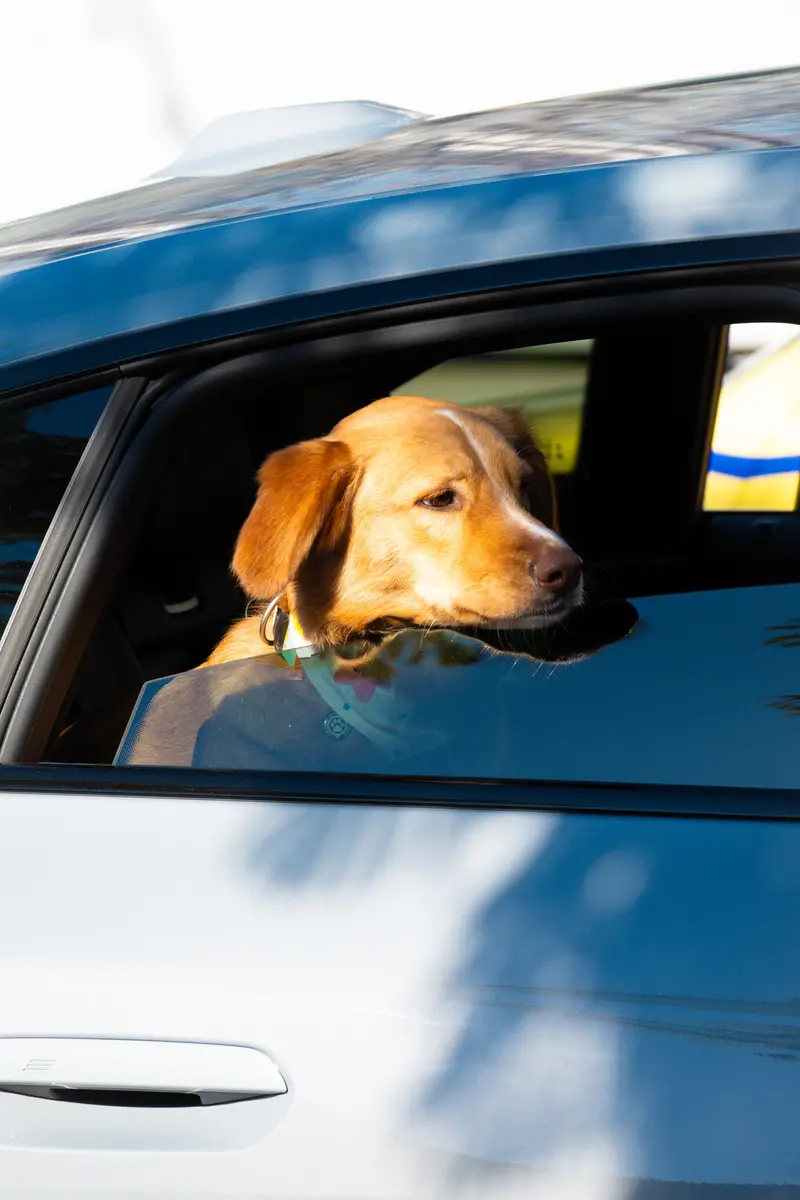A golden retriever looking out of the open window of a blue car.