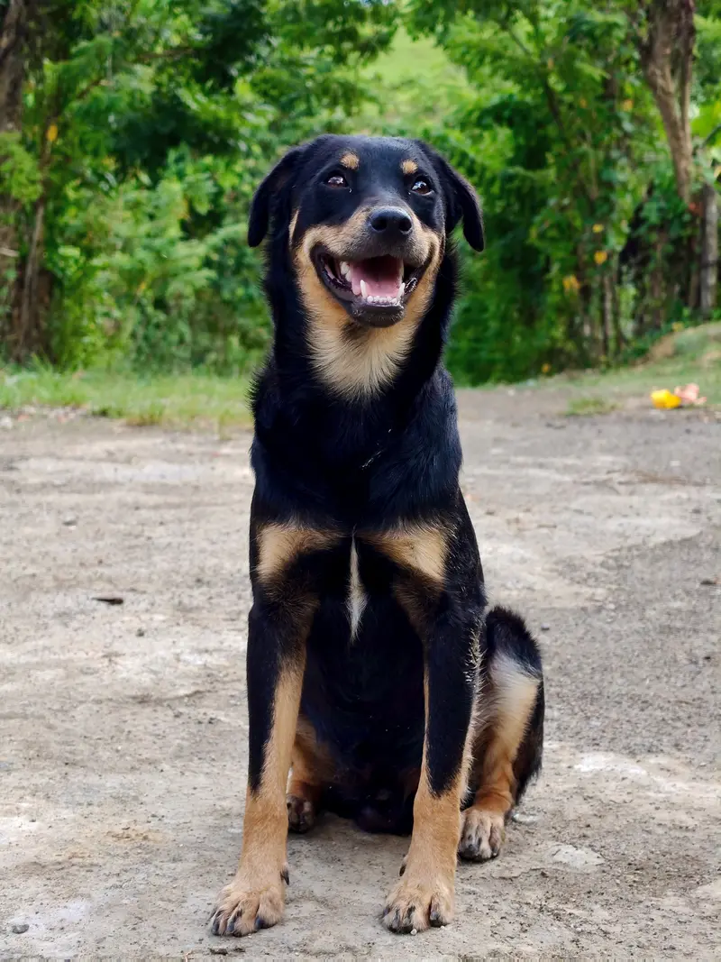 A black and tan Indian dog sitting on a country road, smiling.