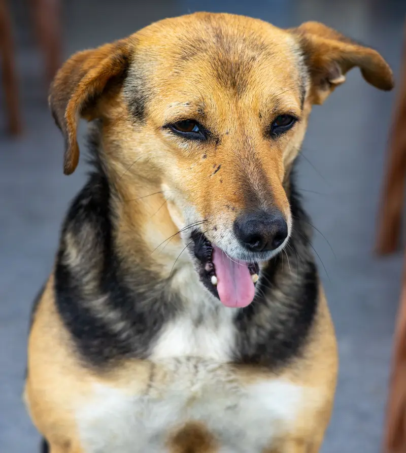 A tan and black Indian dog with its tongue out, looking down gently.