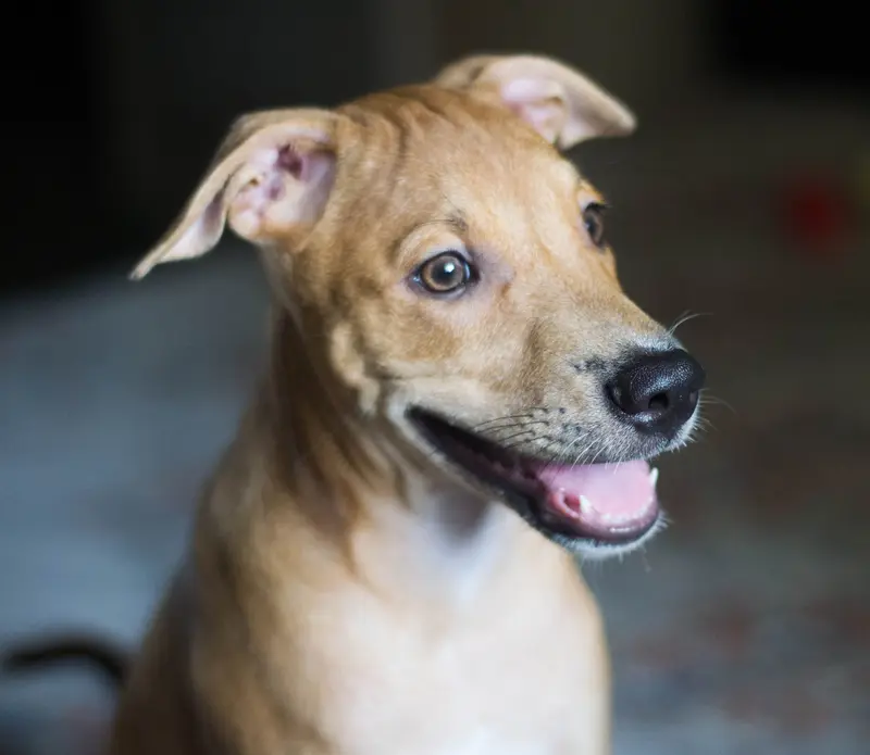 An Indian street pup with floppy ears, mouth open, looking to the side.