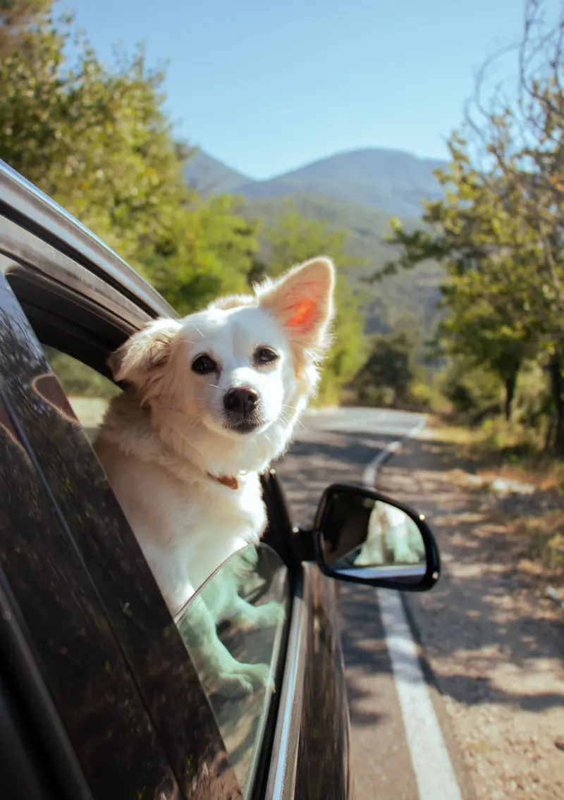 A cream dog with its head out of a car window on a mountain road in the sun.