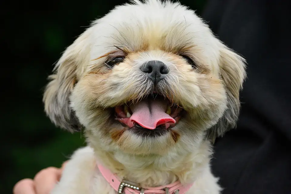 A fluffy Shih Tzu smiling with its mouth open.