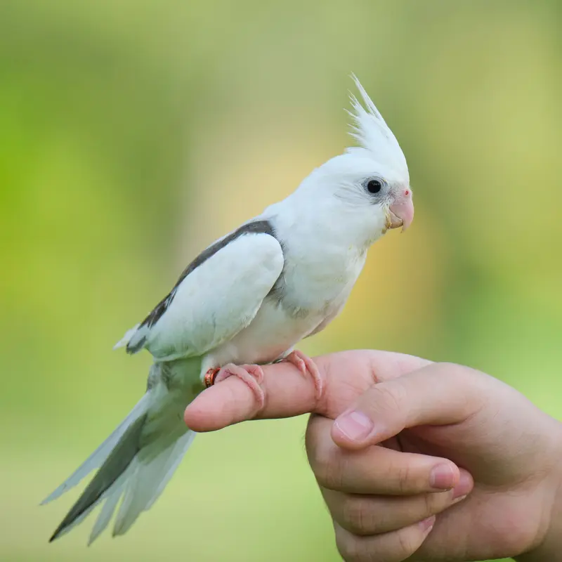 A white cockatiel perched on a person's finger, against soft green leaves.